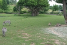 ZOO Dvůr Králové