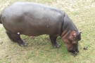 ZOO Dvůr Králové