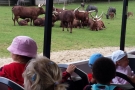 ZOO Dvůr Králové