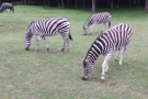 ZOO Dvůr Králové