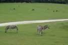 ZOO Dvůr Králové